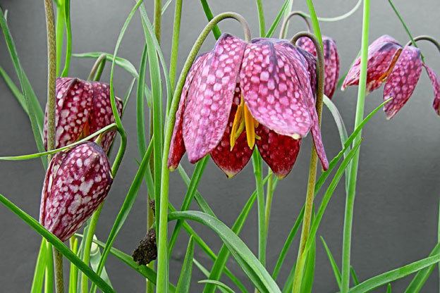 Fritillaria Fritillaria Focus on Flowers Indiana Public Media