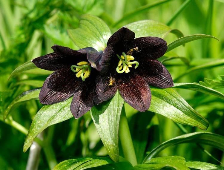 Fritillaria camschatcensis Black Sarana Lily Fritillaria camschatcensis Pixdaus