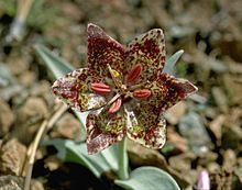 Fritillaria falcata httpsuploadwikimediaorgwikipediacommonsthu