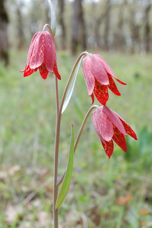 Fritillaria gentneri CalPhotos Fritillaria gentneri Gentner39s Fritillary