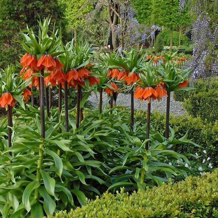 Fritillaria imperialis 1000 images about Kaiserkronen Fritillaria imperialis on