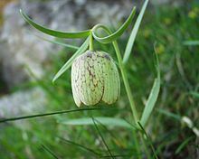 Fritillaria involucrata httpsuploadwikimediaorgwikipediacommonsthu