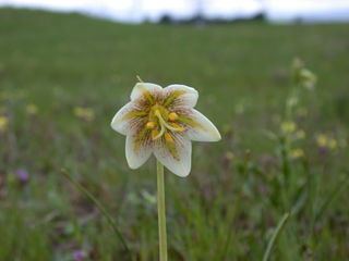 Fritillaria liliacea Fritillaria liliacea ZipcodeZoo