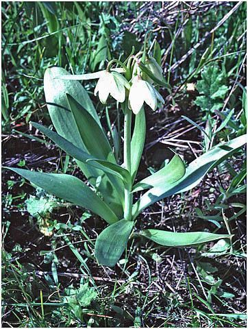 Fritillaria liliacea Fritillaria species G L The Fritillaria Group