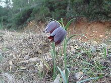 Fritillaria lusitanica httpsuploadwikimediaorgwikipediacommonsthu