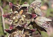 Fritillaria pinetorum httpsuploadwikimediaorgwikipediacommonsthu