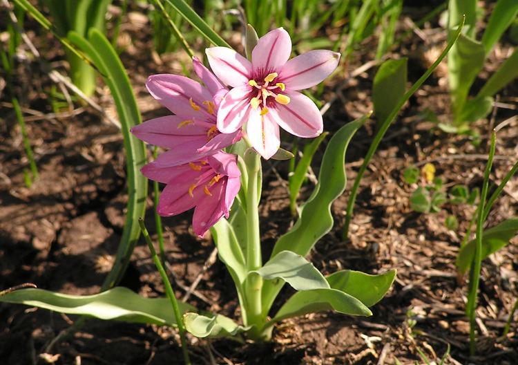 Fritillaria pluriflora CalPhotos