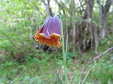 Fritillaria pyrenaica httpsuploadwikimediaorgwikipediacommonsthu
