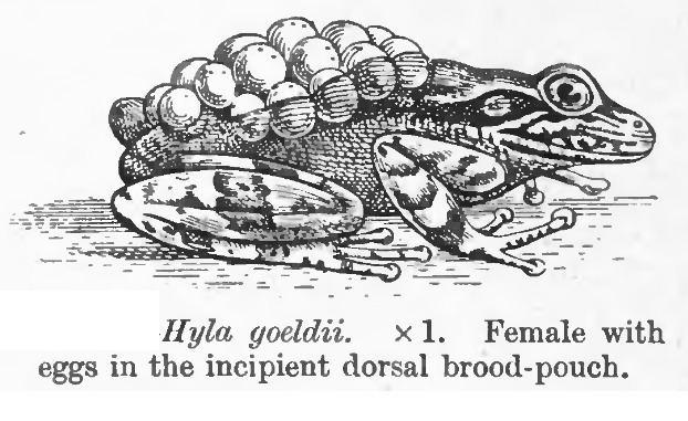Fritziana goeldii