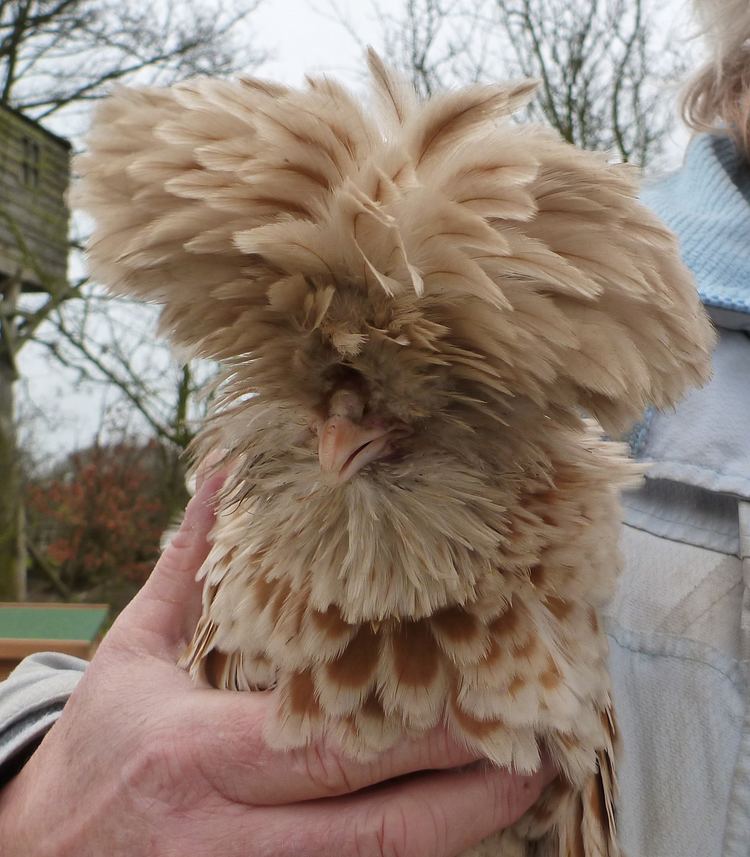Frizzle (chicken breed) Frizzle For Sale Chickens Breed Information Omlet