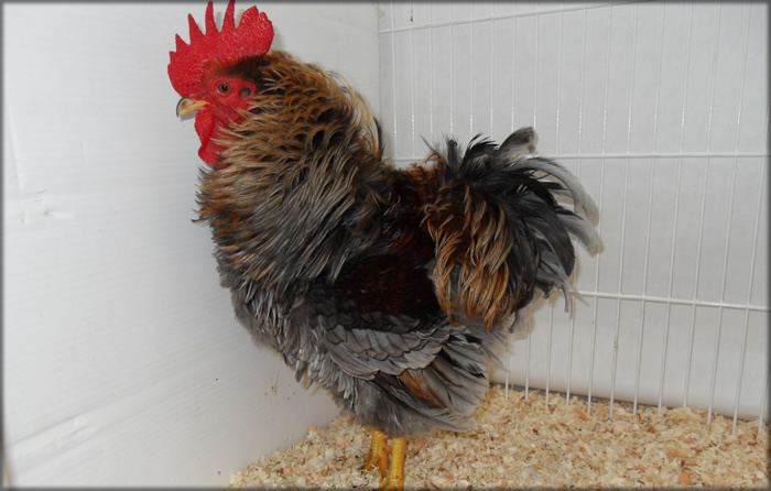Frizzle (chicken breed) The Poultry Guide The Frizzle Chicken Breed