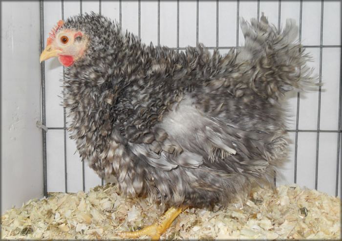 Frizzle (chicken breed) The Poultry Guide The Frizzle Chicken Breed