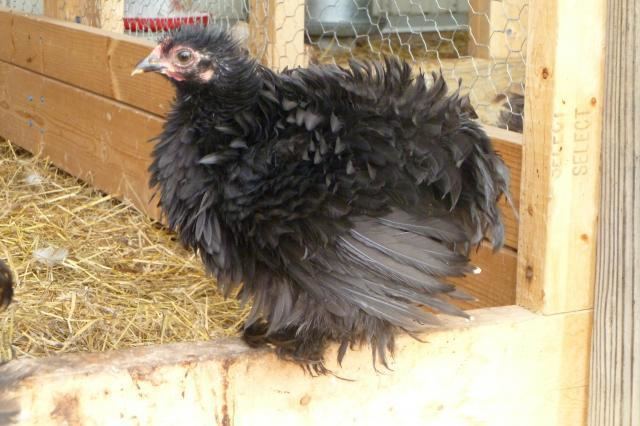 Frizzle (chicken breed) sizzle frizzle and frazzle