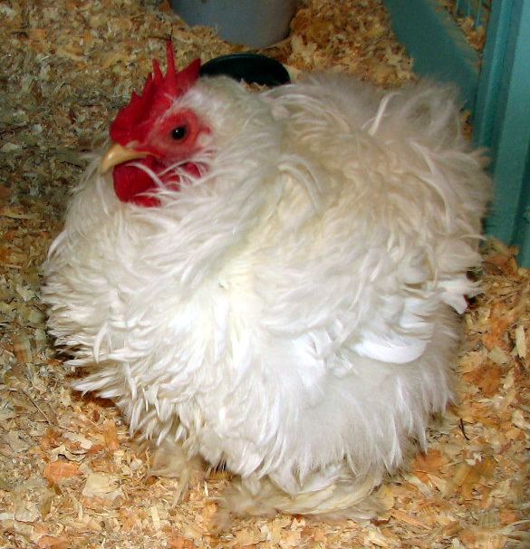 Frizzle (chicken plumage)