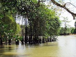 Frío River (Costa Rica) httpsuploadwikimediaorgwikipediacommonsthu