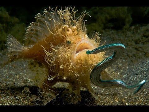 Frogfish Hairy Frogfish YouTube