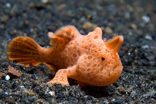 Frogfish Life of Frogfish Life of Sea