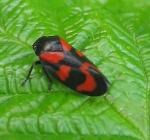 Froghopper froghopper insect Britannicacom