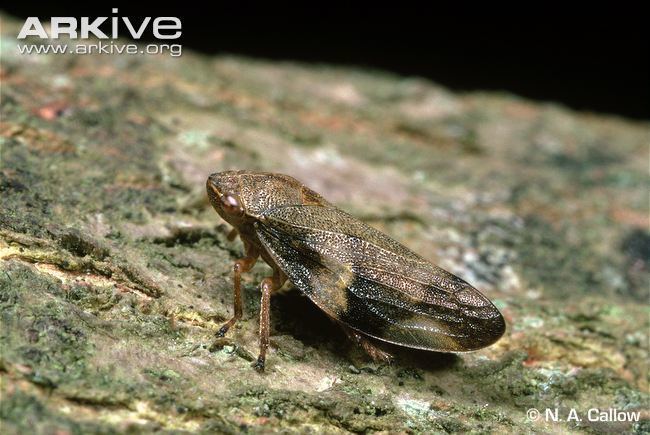 Froghopper Common froghopper videos photos and facts Philaenus spumarius
