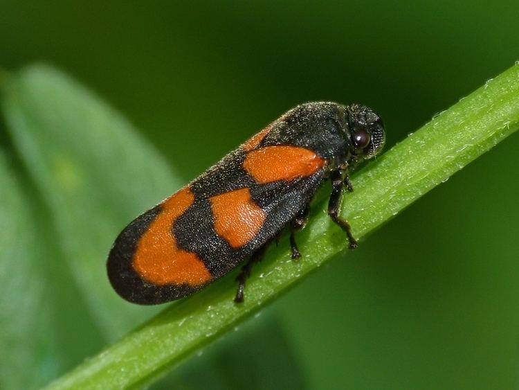 Froghopper Redandblack Froghopper Cercopis vulnerata NatureSpot