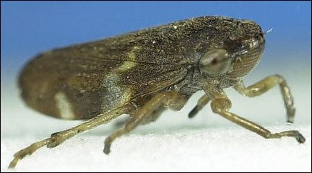 Froghopper froghopper everyday nature trails