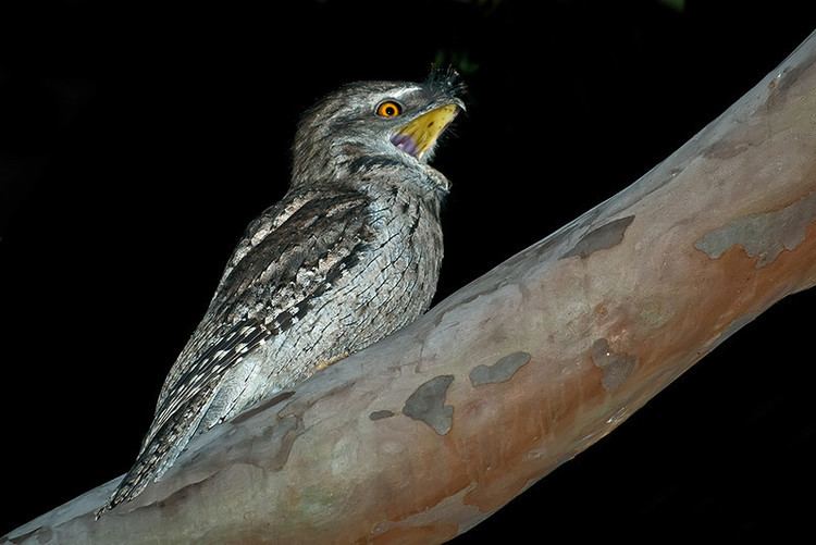 Frogmouth Podargidae Frogmouths Lee39s Birdwatching Adventures Plus
