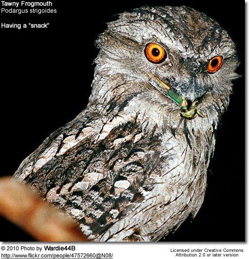 Frogmouth Frogmouths Podargidae