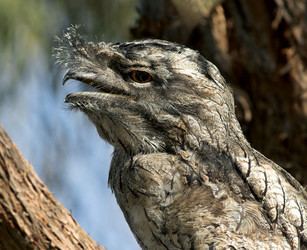 Frogmouth tolweborgtreeToLimages32806247866f03e1098o2