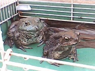 Frogs in captivity