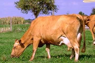 Froment du Léon Animal services gt races bovines gt france gt Froment du Lon