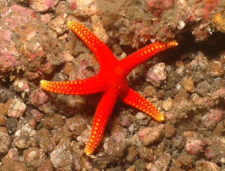 Fromia milleporella SeaStars