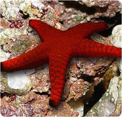 Fromia milleporella Red Fromia Starfish Red Starfish Fromia milleporella