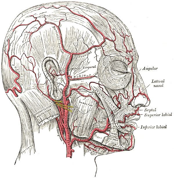 Frontal branch of superficial temporal artery