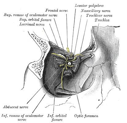 Frontal nerve