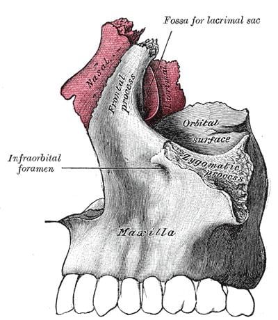Frontal process of maxilla