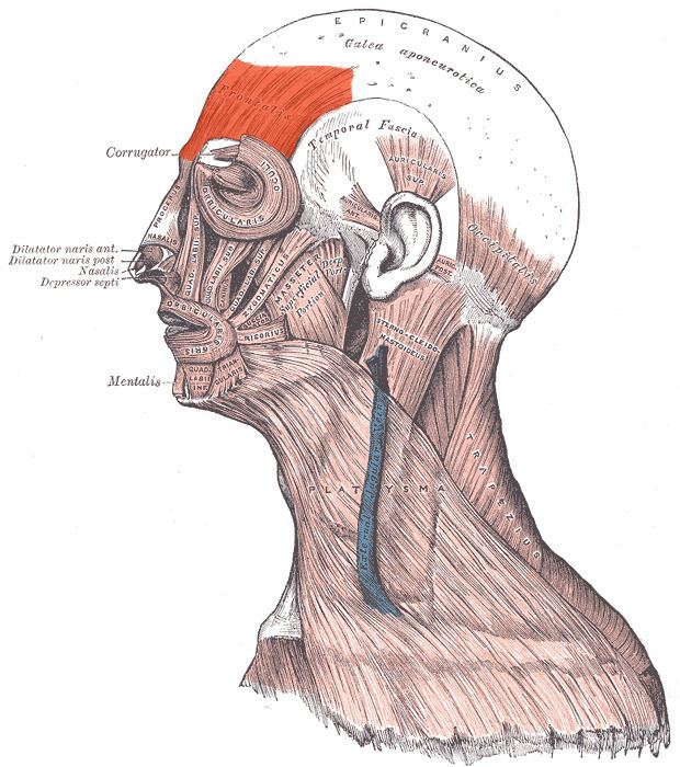 Frontalis muscle