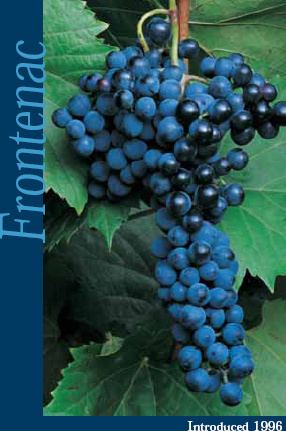 Frontenac (grape) Vineyard FAQs