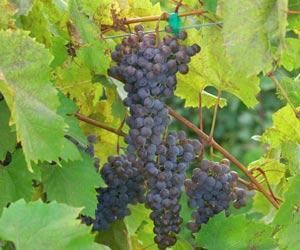 Frontenac (grape) Frontenac Gris Wine Information