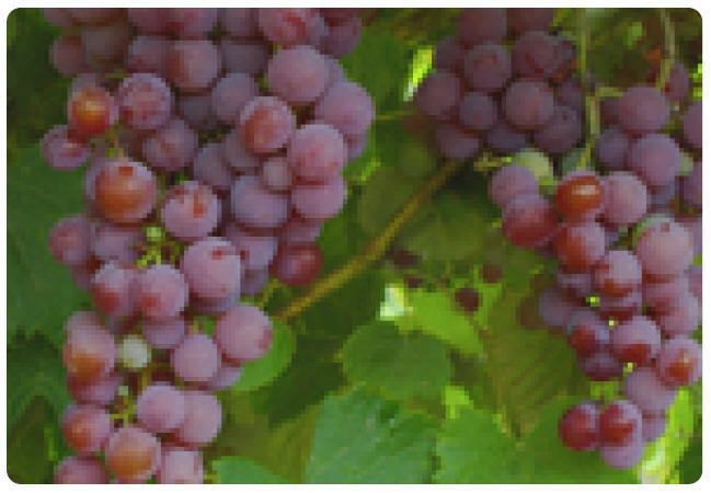 Frontenac (grape) Mad River Vinyards The Grapes Frontenac Grapes