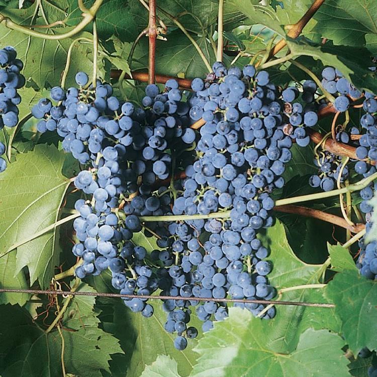 Frontenac (grape) httpswwwstarkbroscomimagesdynamic1660960x