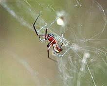 Frontinella httpsuploadwikimediaorgwikipediacommonsthu