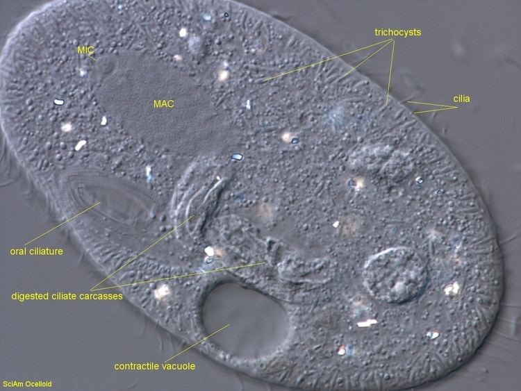 Frontonia Frontonia dissecting a ciliate appetite Scientific American Blog