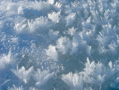 Frost flower (sea ice)