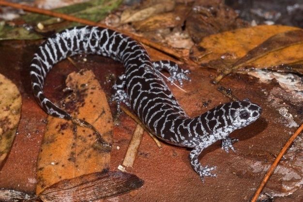 Frosted flatwoods salamander Figure 3 The Frosted Flatwoods Salamander Ambystoma cingulatum is