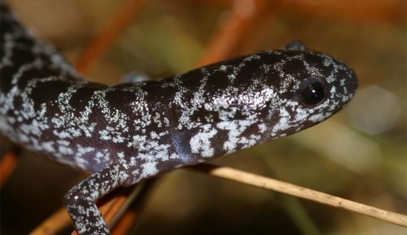 Frosted flatwoods salamander Flatwoods Salamanders