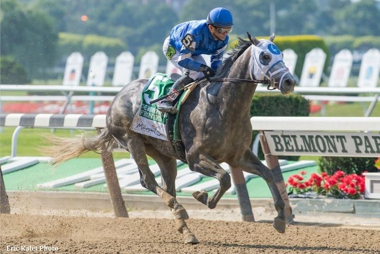 Frosted (horse) Frosted To Face Just Five Rivals In G1 Whitney Stakes Horse Racing