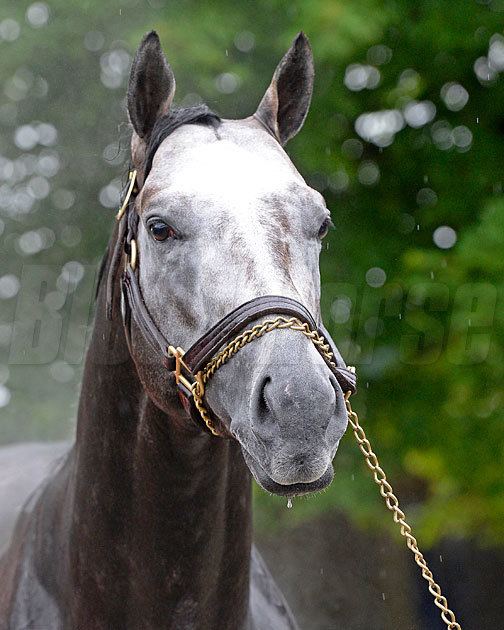 Frosted (horse) McLaughlin Frosted Has to Have 39APlus39 Day BloodHorsecom
