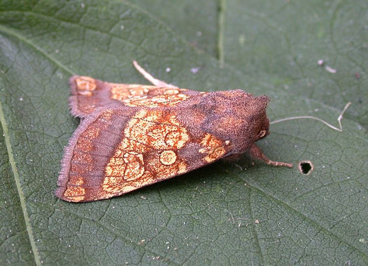 Frosted orange moth wwwhmbgorguploadsimages2364FrostedOrange3jpg