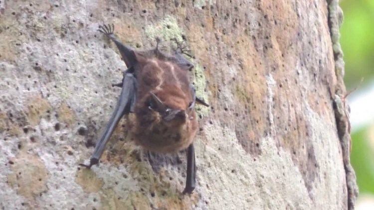 Frosted sac-winged bat httpsiytimgcomviMWjPPUD675kmaxresdefaultjpg