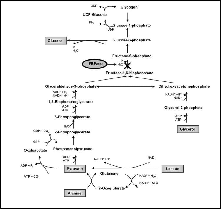 Fructose 1,6-bisphosphatase httpsstaticcontentspringercomesmart3A101